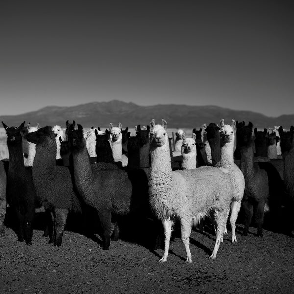 Photograph "Llamas de Abra Pampa"